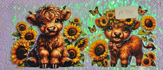 Highland Cow 17